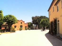 Vine1