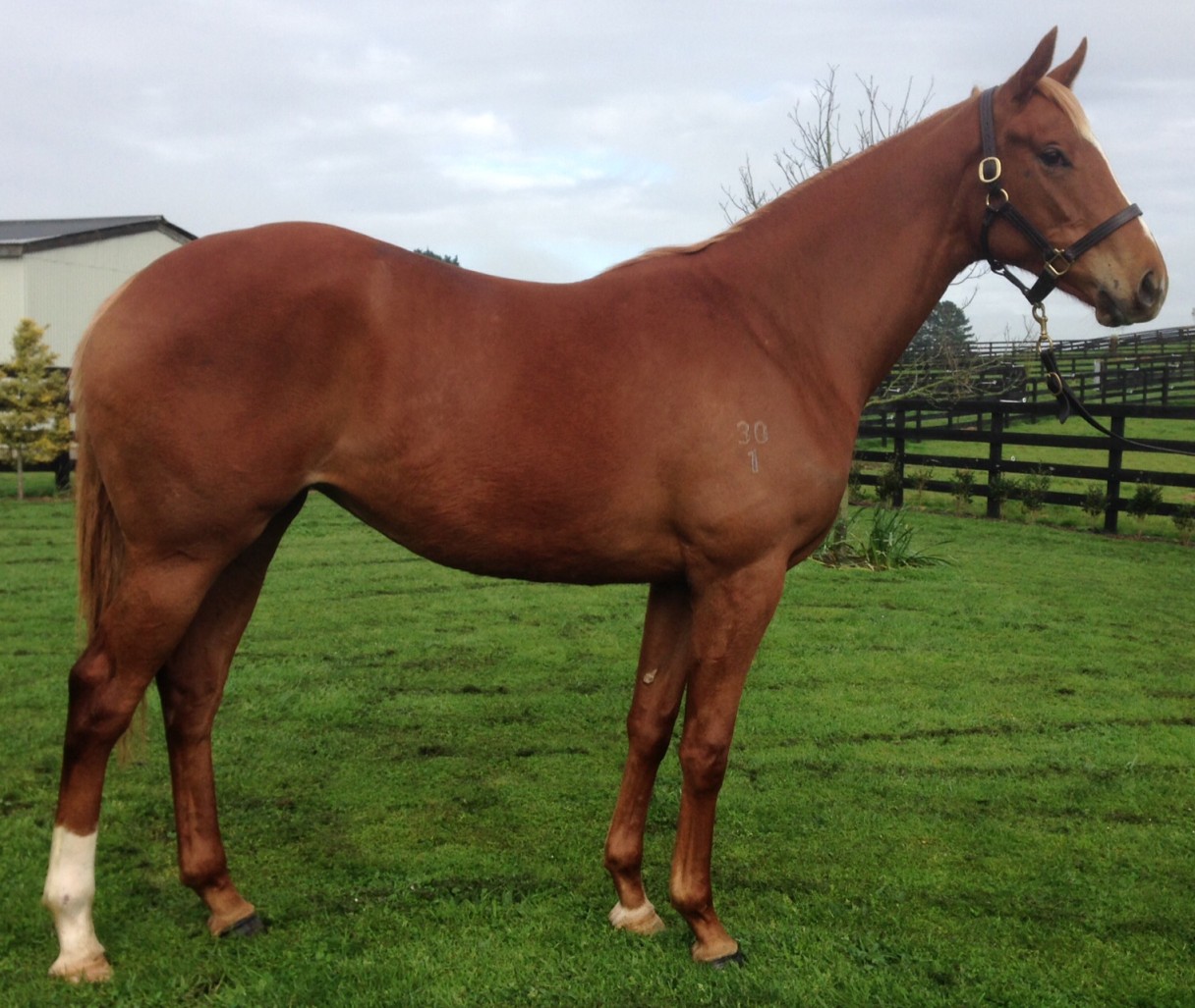 Master filly2