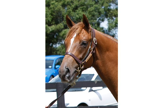 lot 99_h