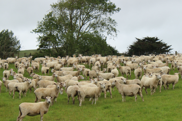 sheep