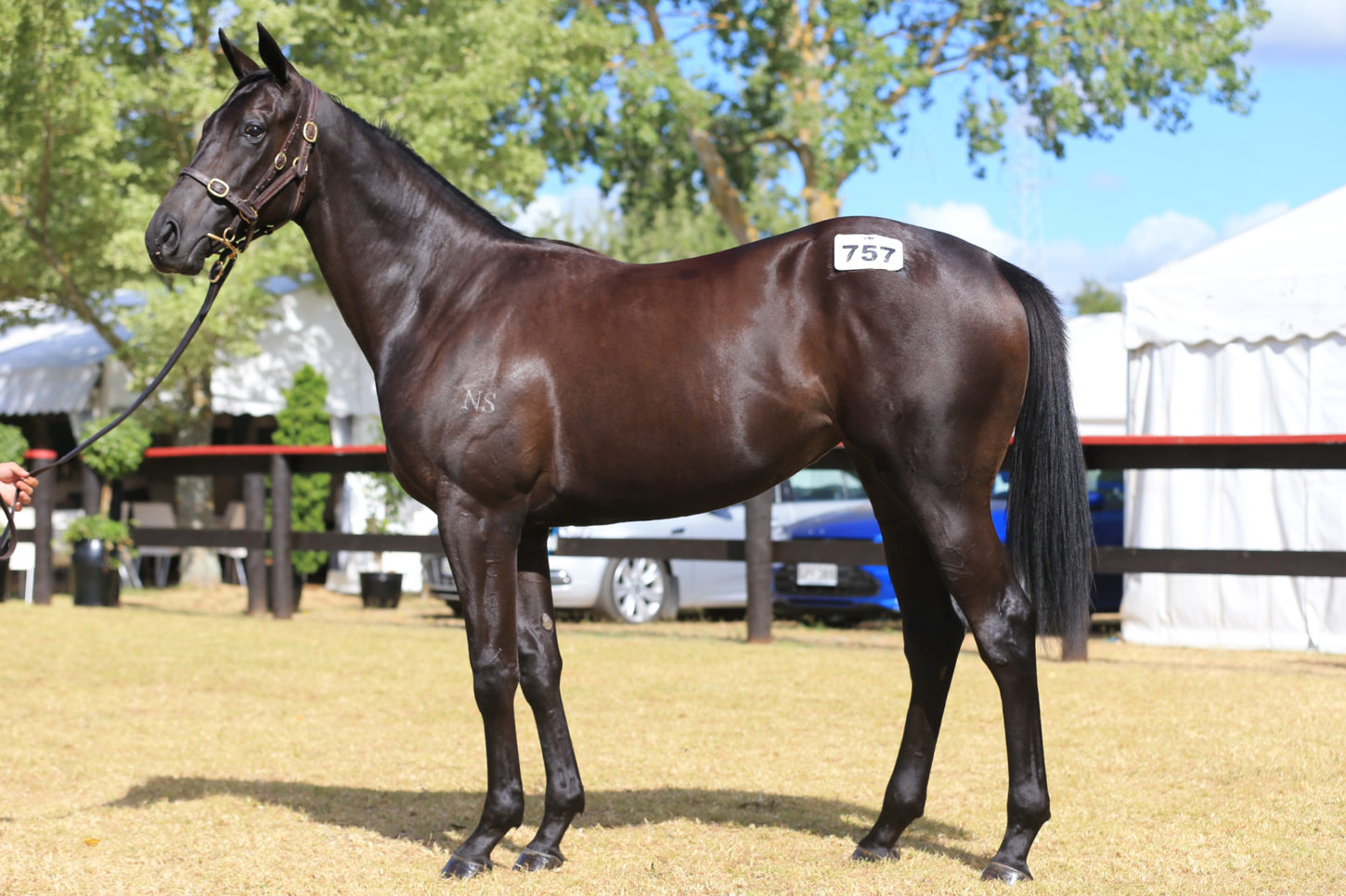 Alamosa x Tinsel Time Filly Lot 757