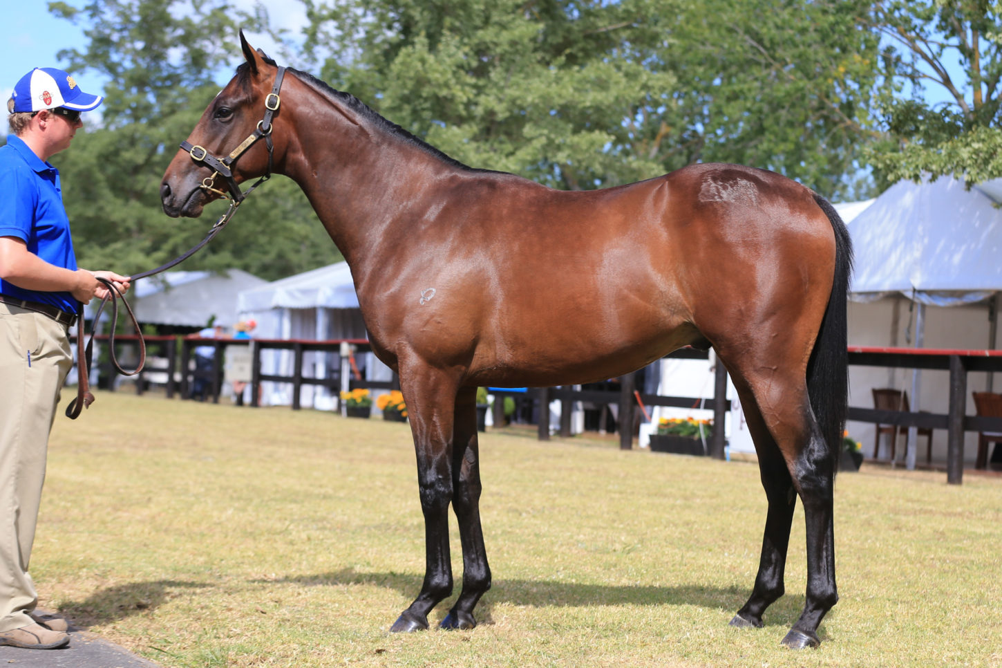 Darci Brahma x Obsession colt Lot 94-1