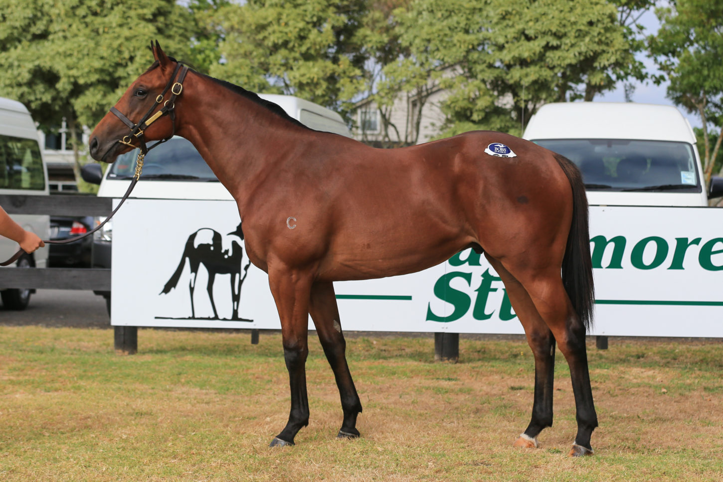 Fastnet Rock x Myrrh colt Lot 85-1