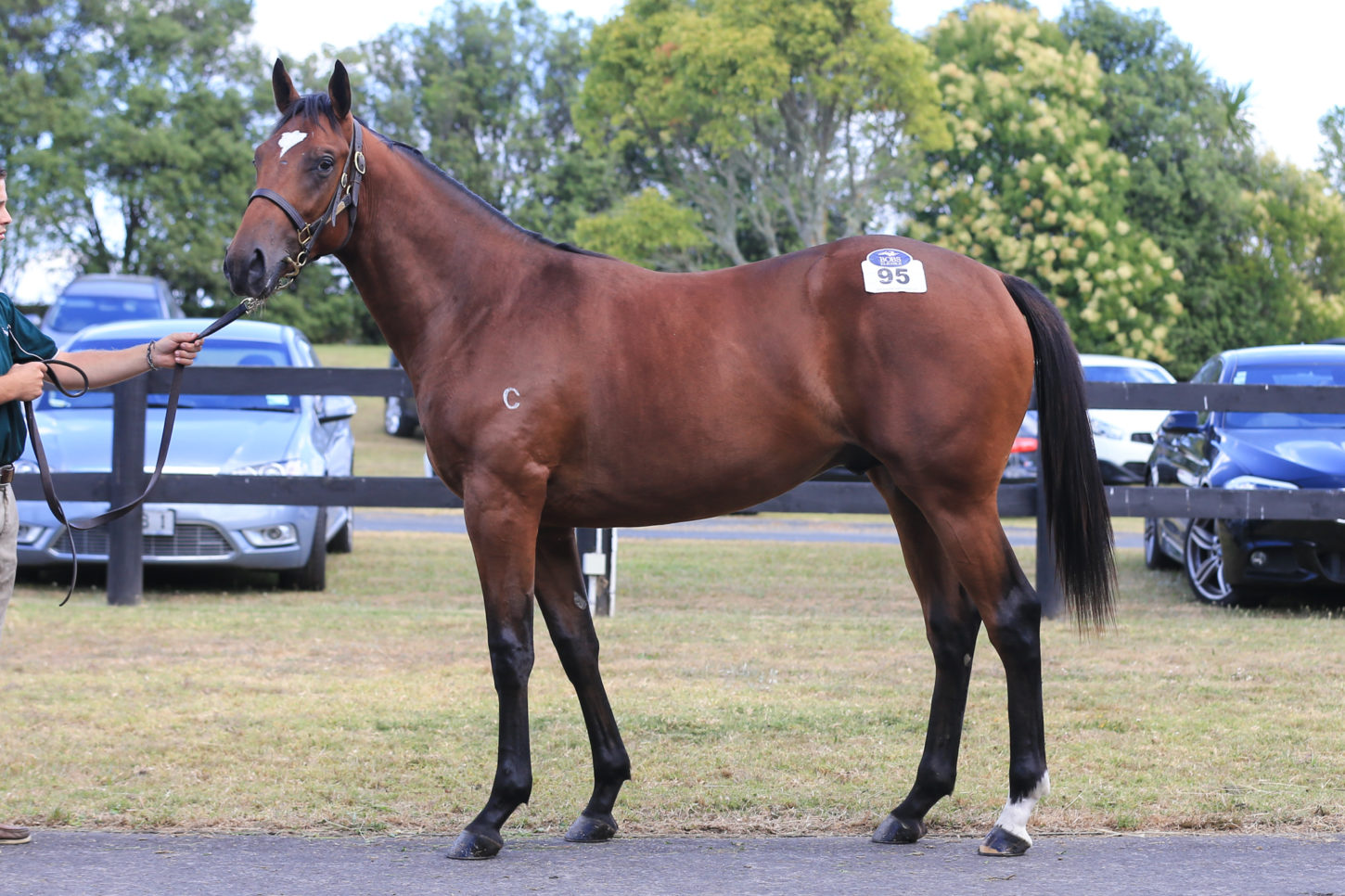 Fastnet Rock x Ocean Pearl colt Lot 95-1