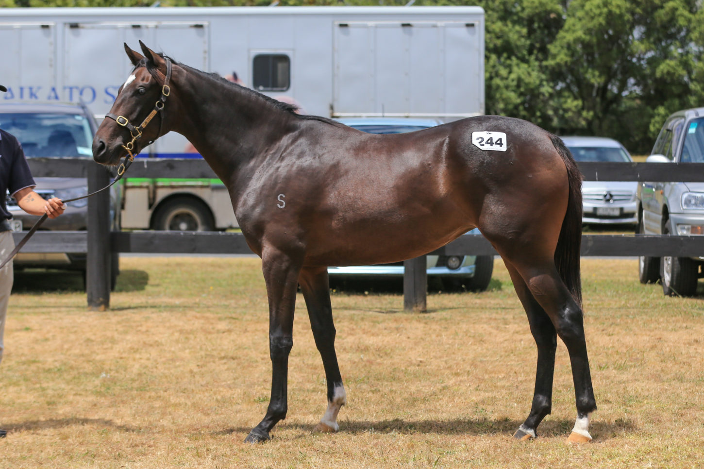 High Chaparral x Absinthe filly Lot 244-1