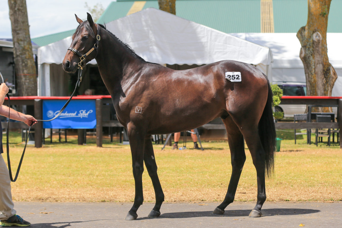 Savabeel x Almaviva colt Lot 252-1