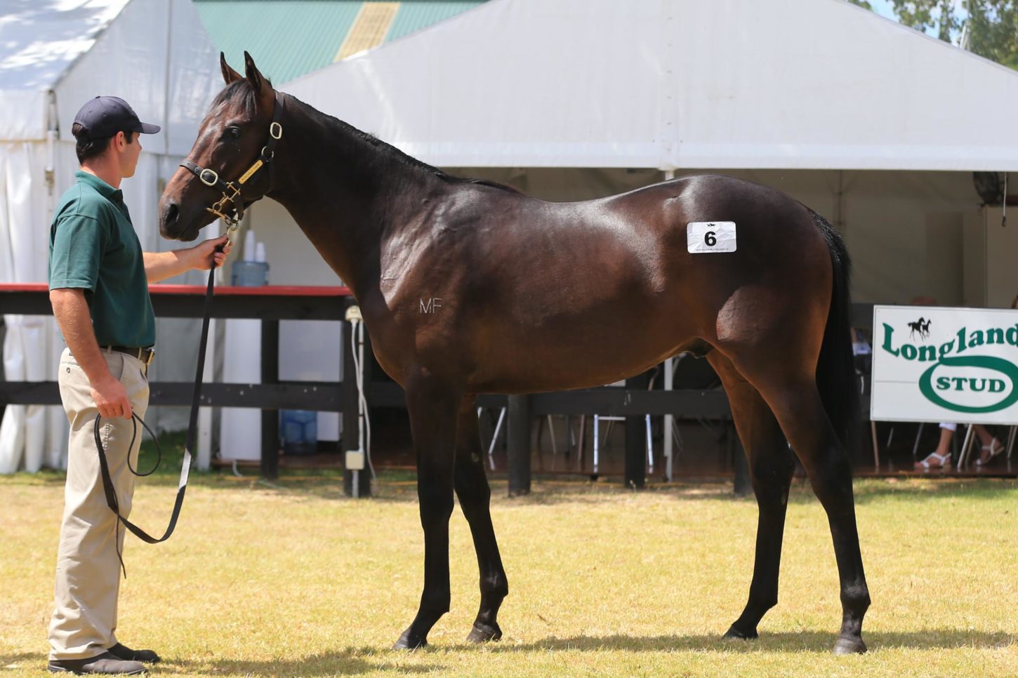 Savabeel x Kay's Awake colt Lot 6-1