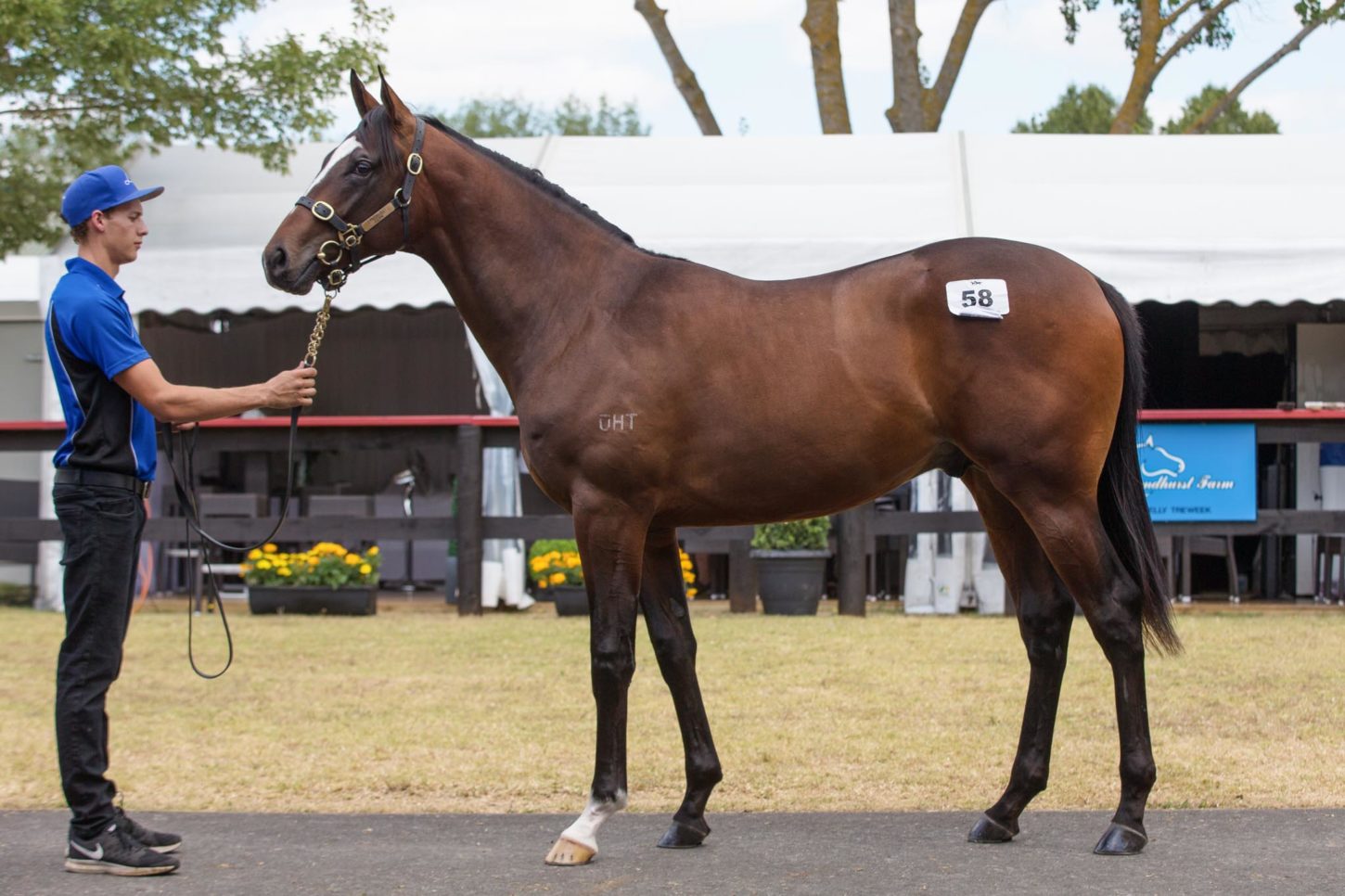 Snitzel x Mini Tales colt Lot 58-1