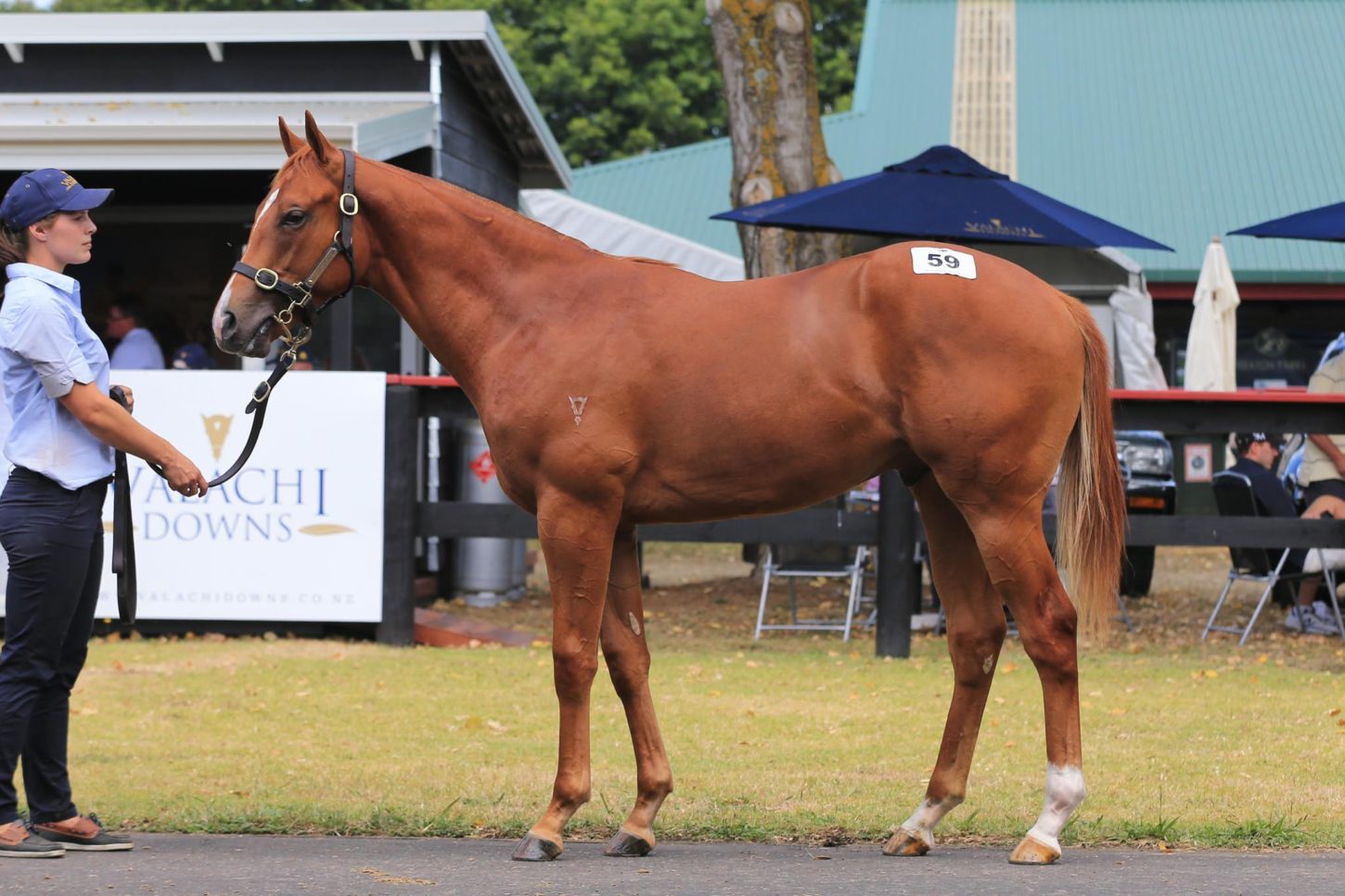 Zacinto x Miss Avalon colt Lot 59-1