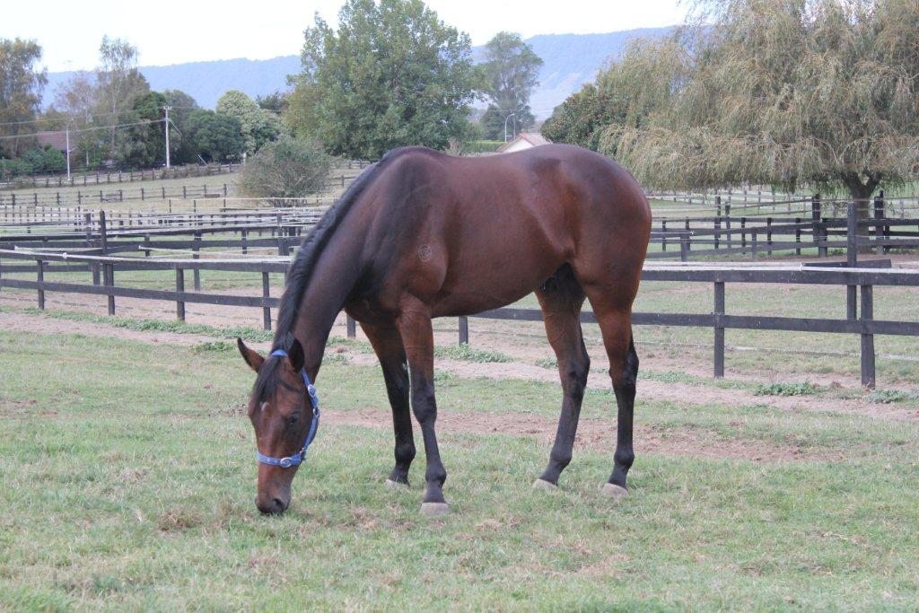 Zippypaddock