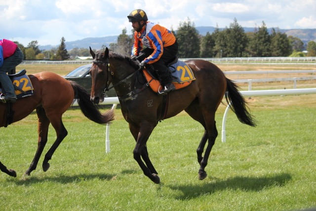 Duran rotorua