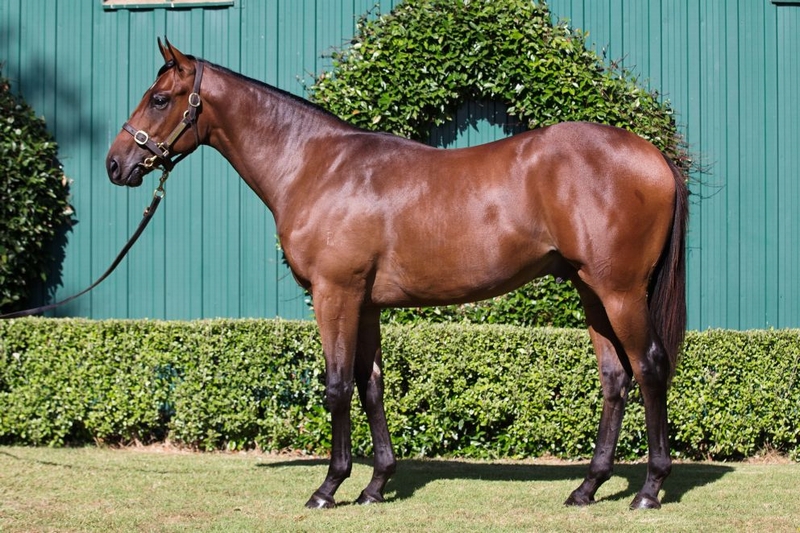 O'Reilly colt Sydney