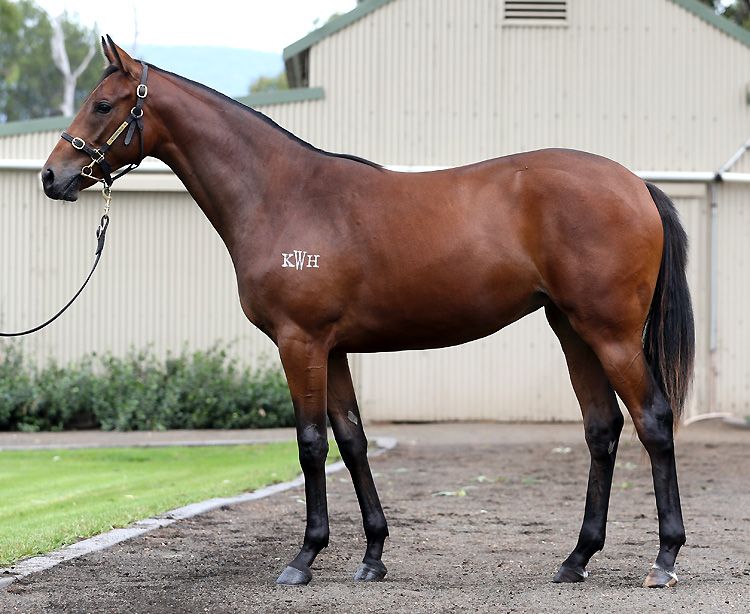 Redoutes filly Sydney