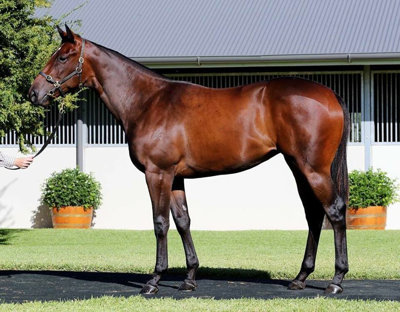 Smart Missile filly Sydney