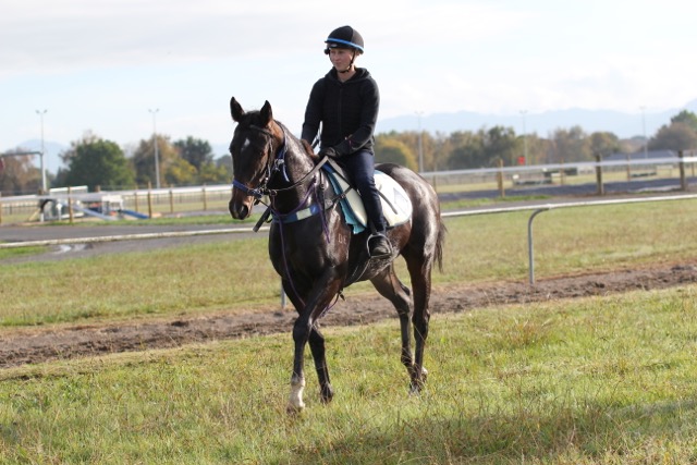 alamosa zorina