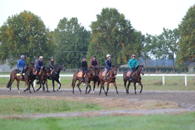 babies walk trot canter