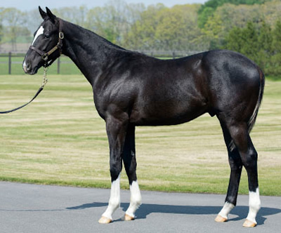 cdeepimpactxkingsrose_400