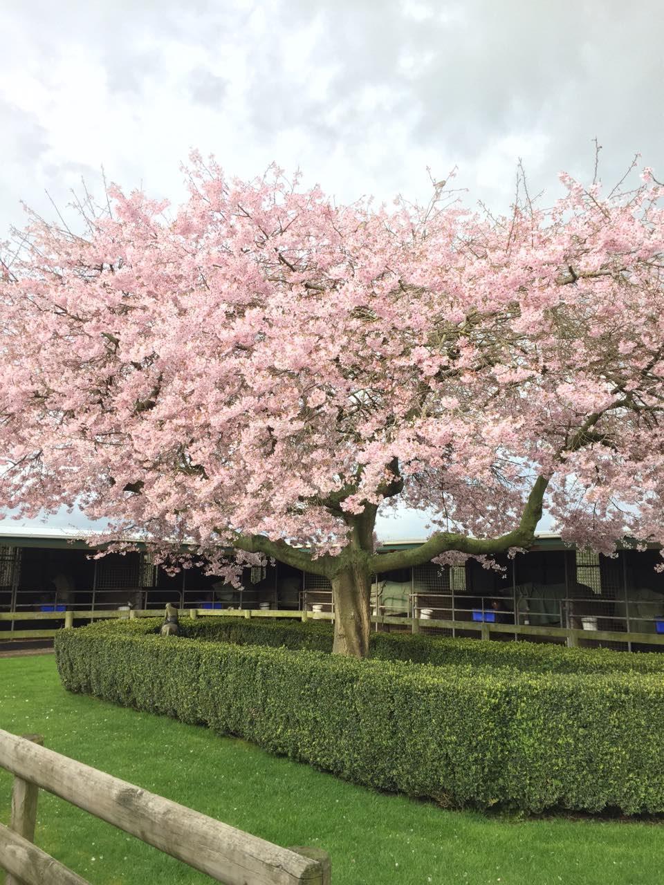 New Blossom