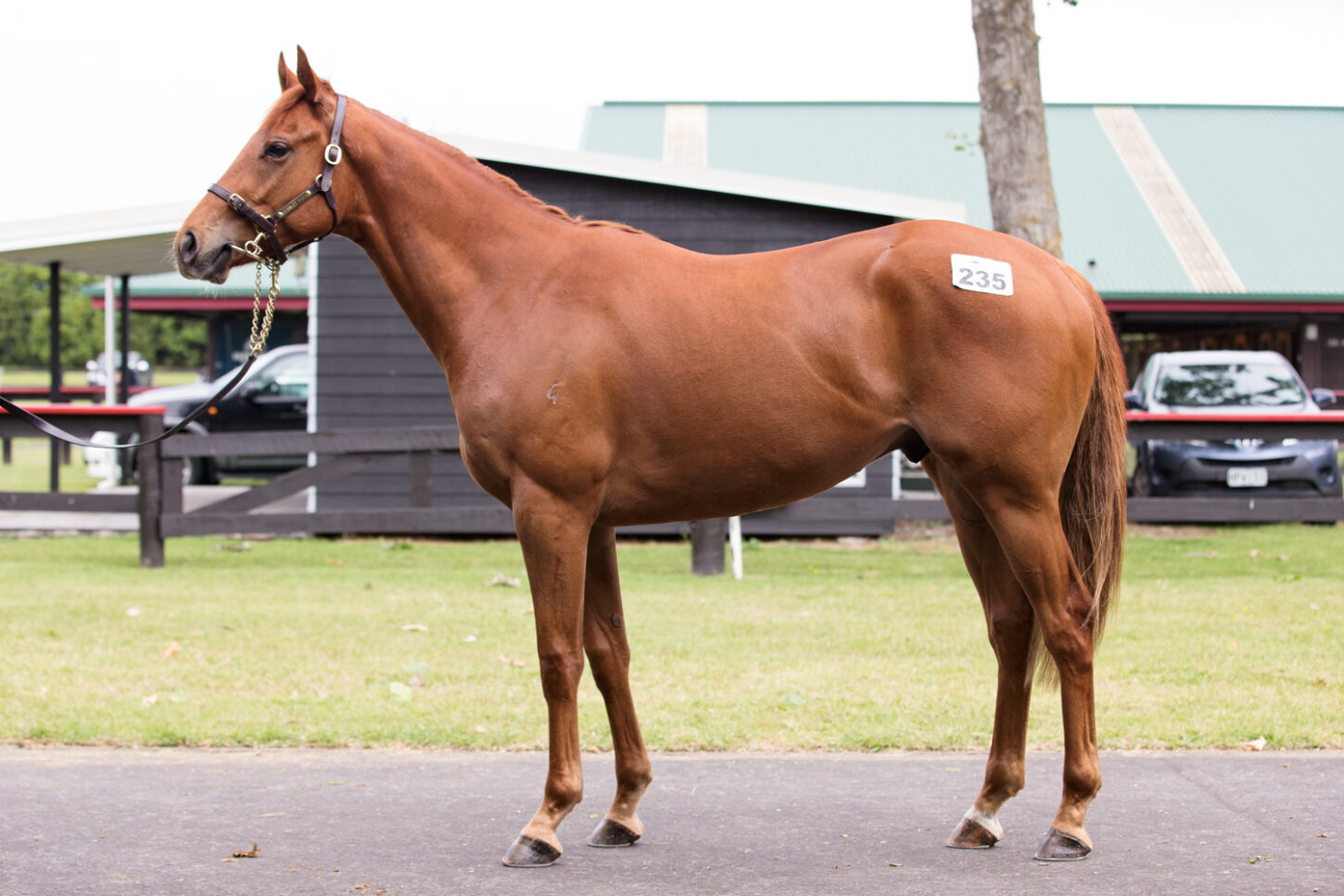 Ifraaj x Double Elle gelding Lot 235-1 (1)