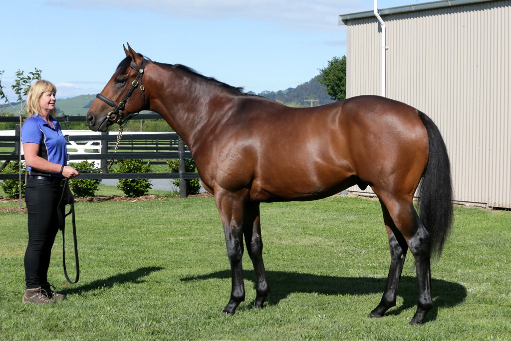 RTR 2015 Savabeel colt