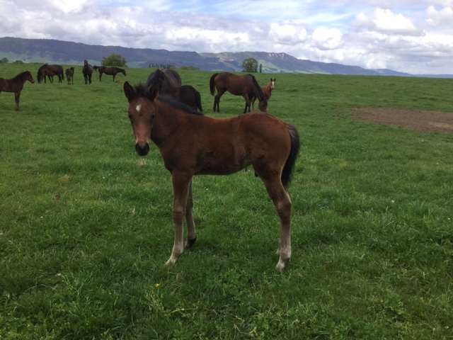 Rock Pte colt