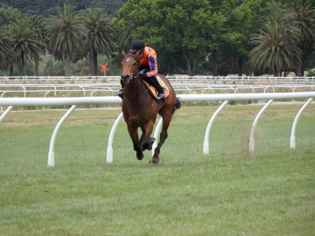 darci Distinctive Lass Dec 2015 trial