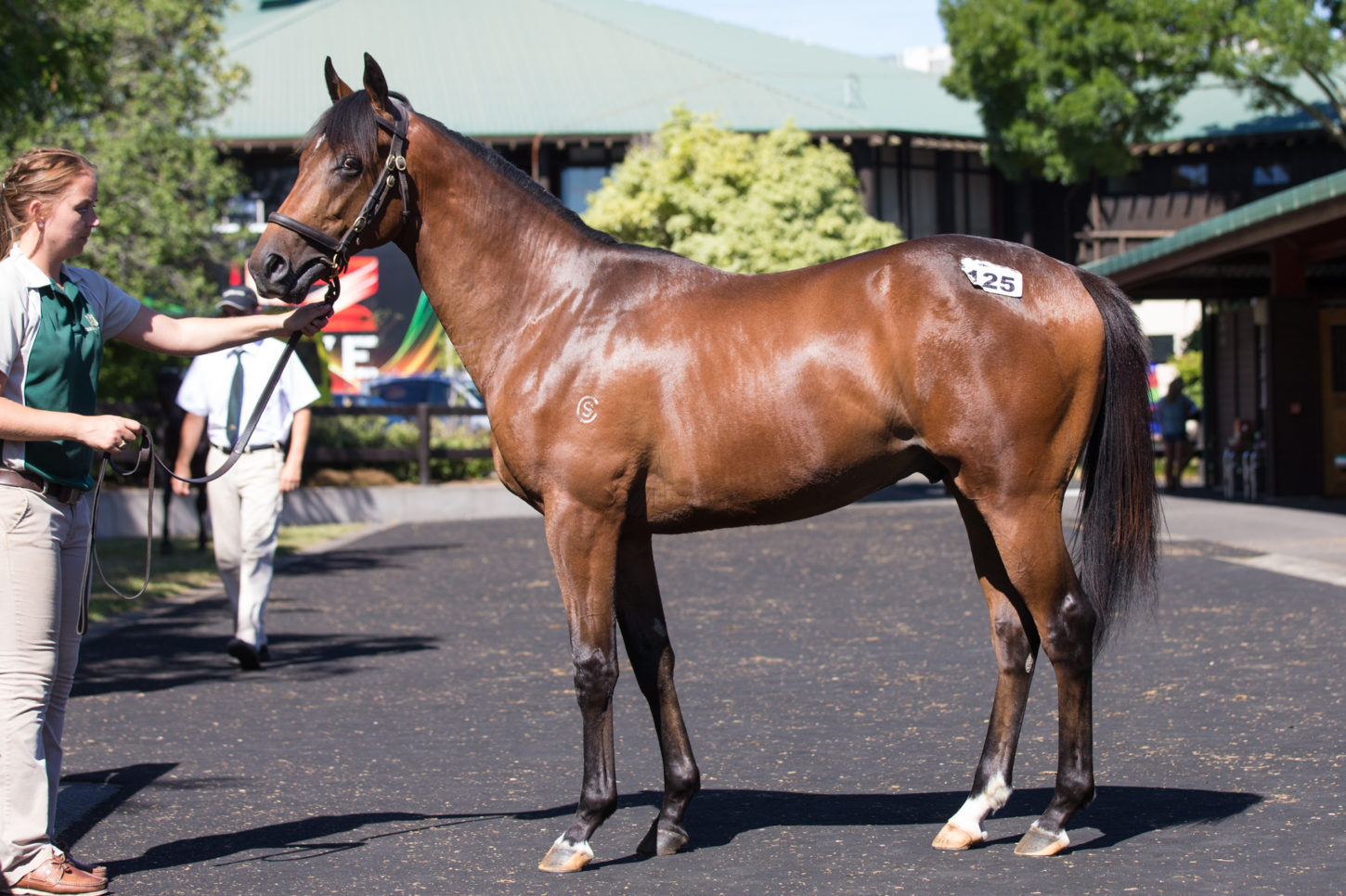 O'Reilly x Tuesday's Child colt Lot 125-1