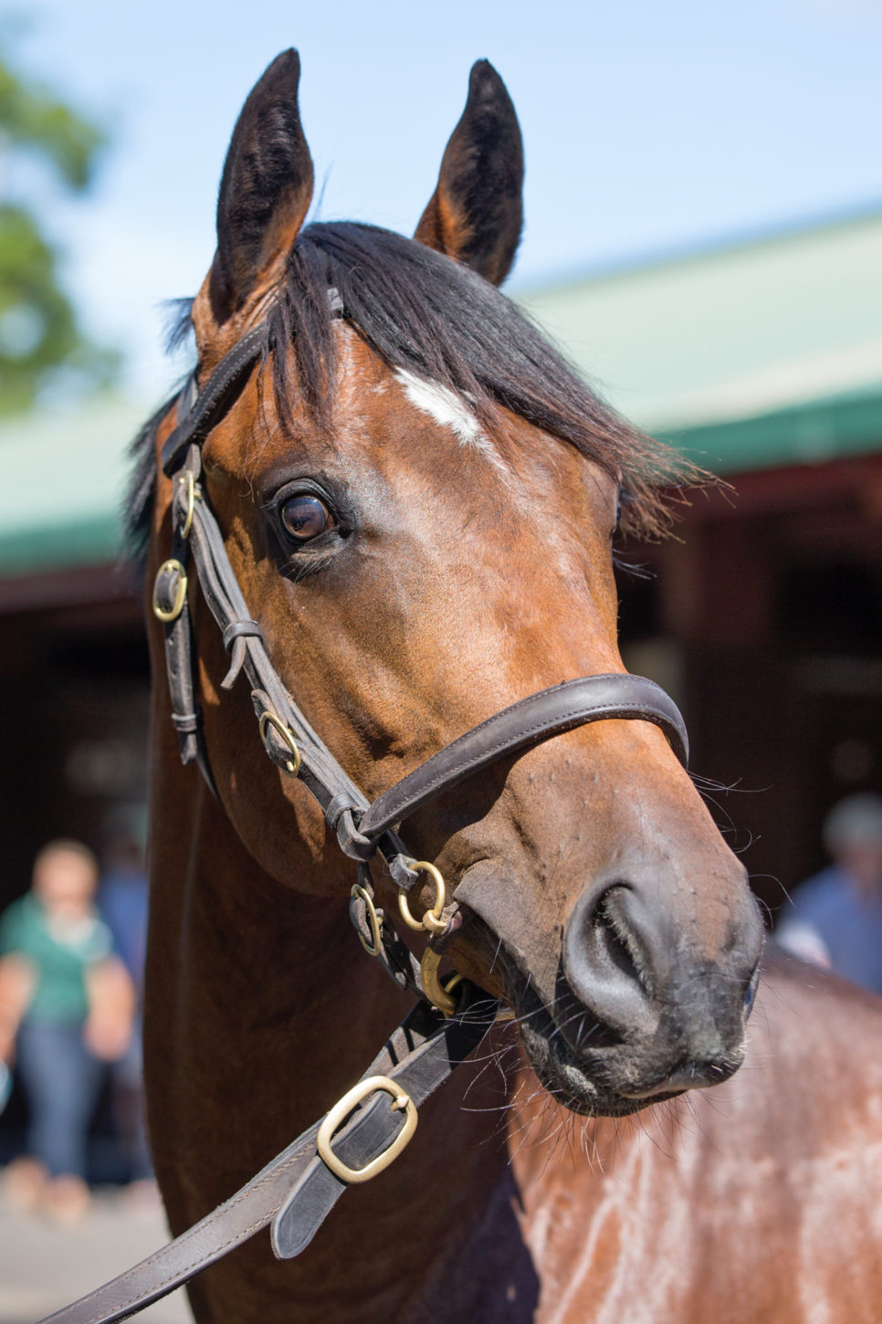 O'Reilly x Tuesday's Child colt Lot 125-2