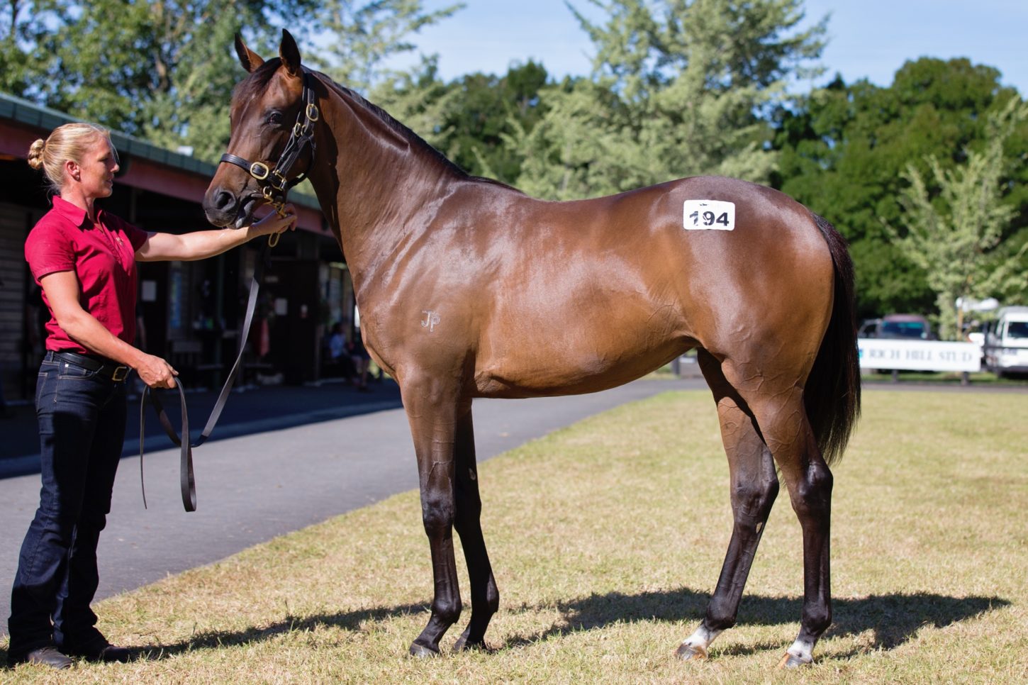 Pour Moi x Be Inspired filly Lot 194-1 resize
