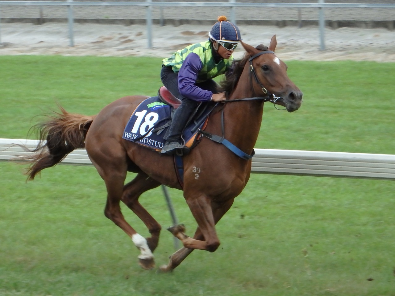 Captain Rio Gold feb trial