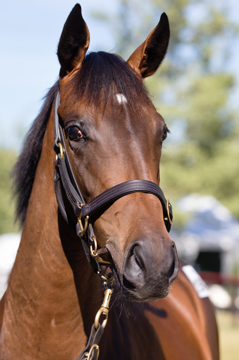 Pour Moi x Be Inspired filly Lot 194-2