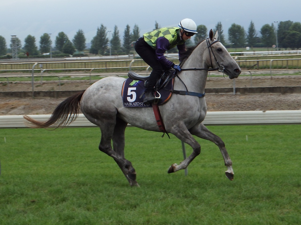 carmenize feb trial