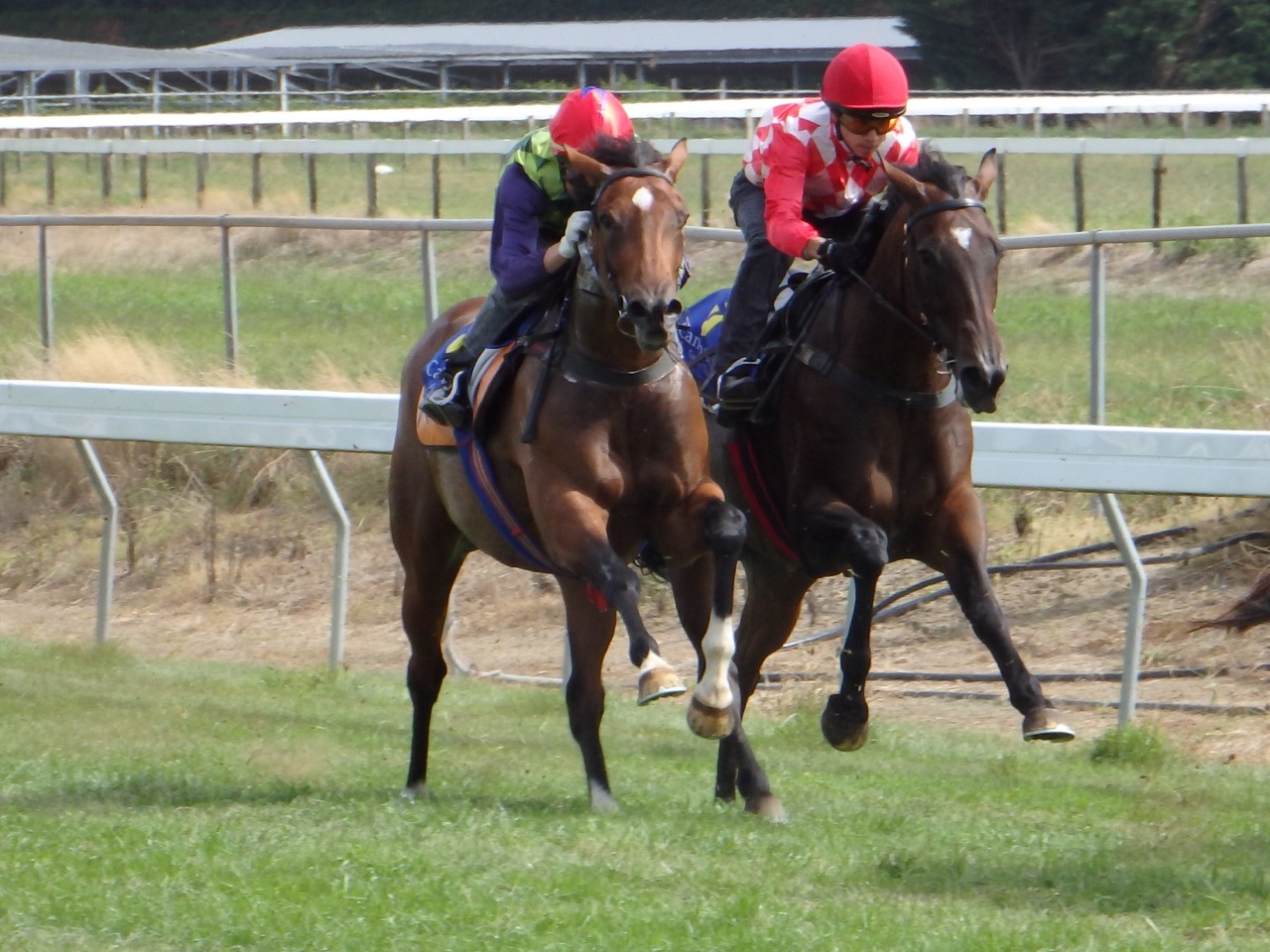 tatters feb trial