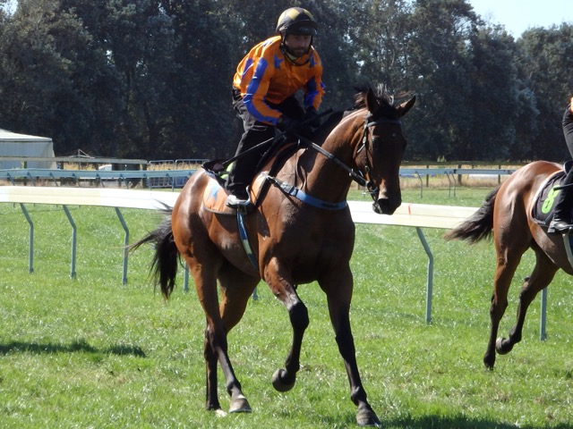 Shock Luck Te Teko