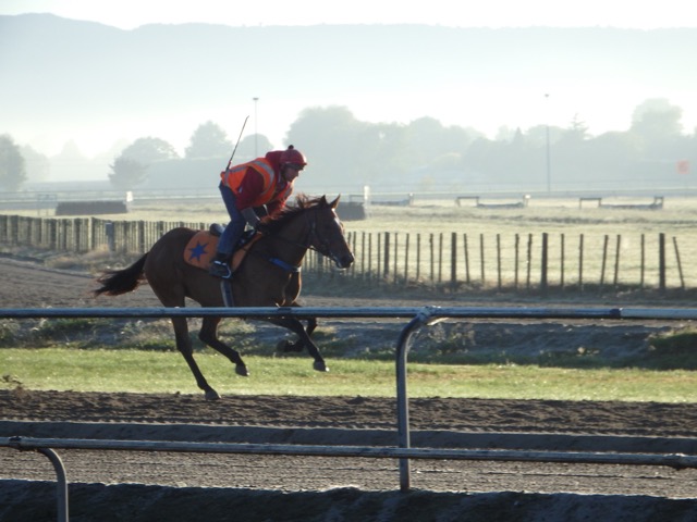 Zip Zap trackwork