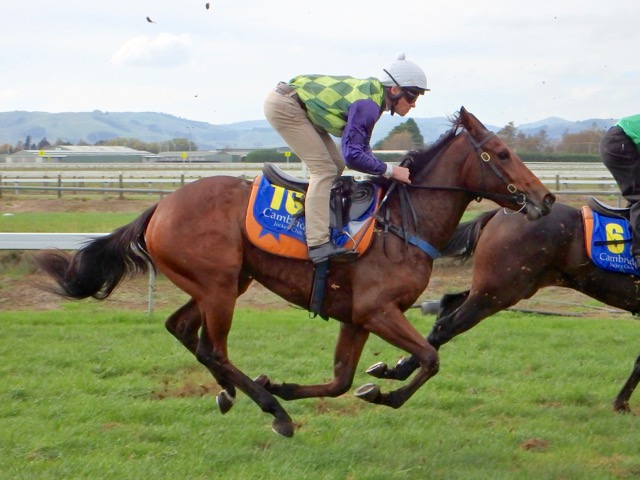 Abbey Kay Camb trial