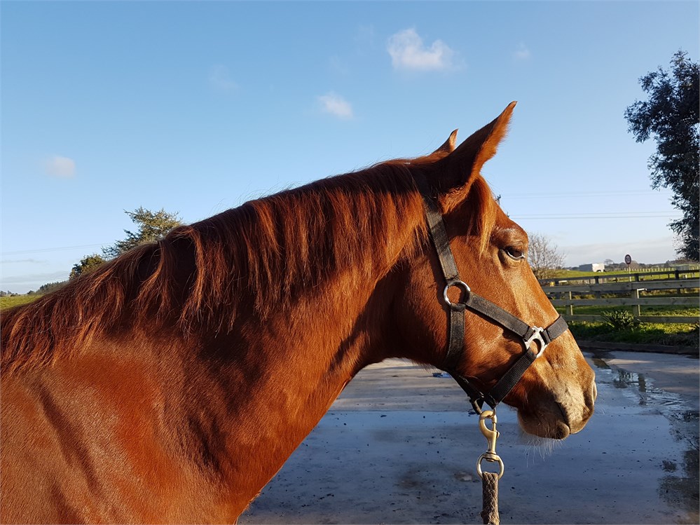 Gingernuts half 3