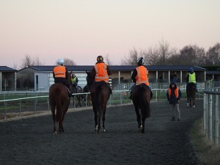 GALLOP FEEDBACK