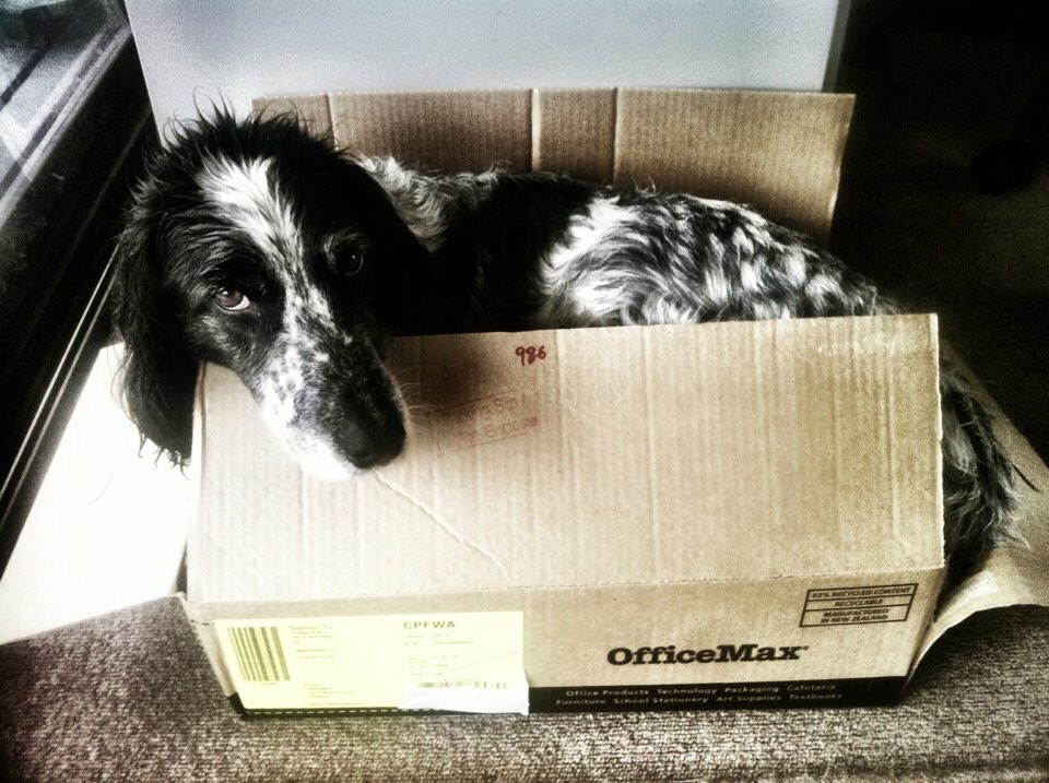 Mainey 3