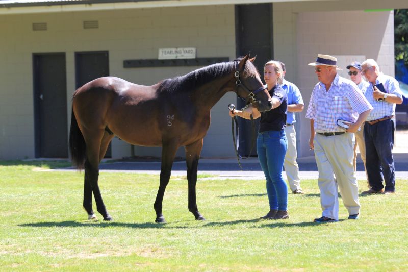 DC Waikato 3