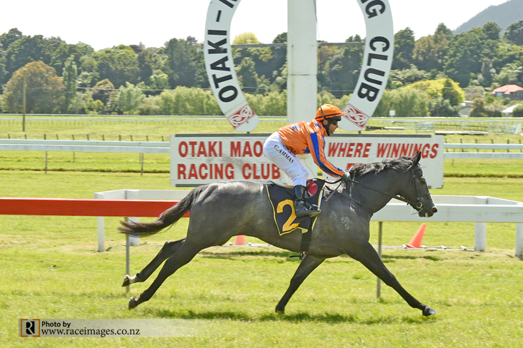 PINOT GREY - OTAKI 9-11-2017