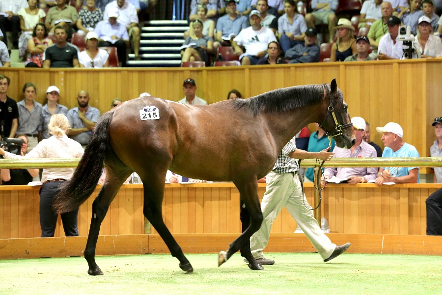 Snitzel