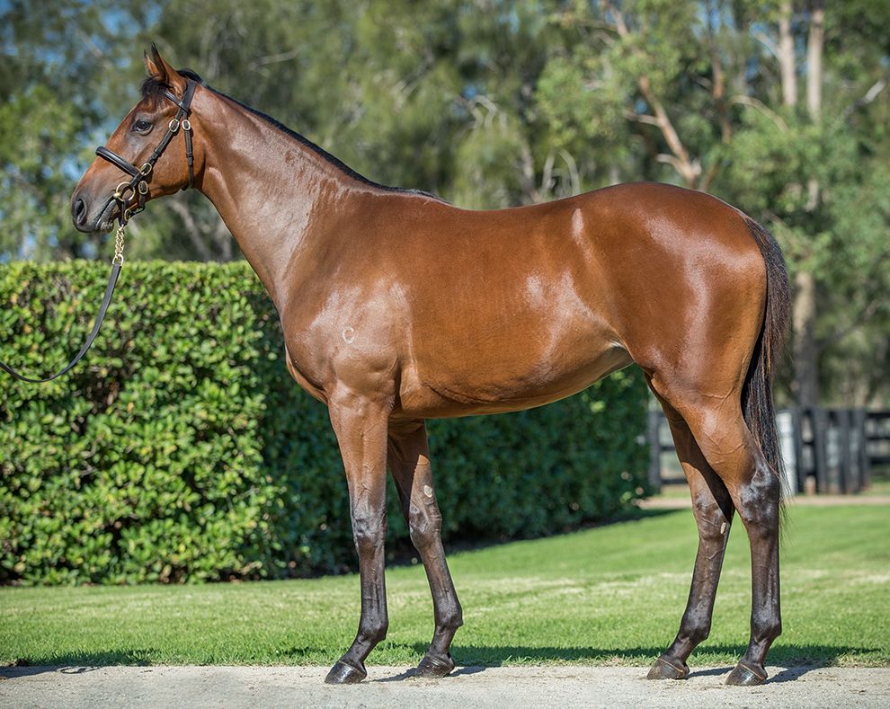 INGLIS PIERRO FILLY
