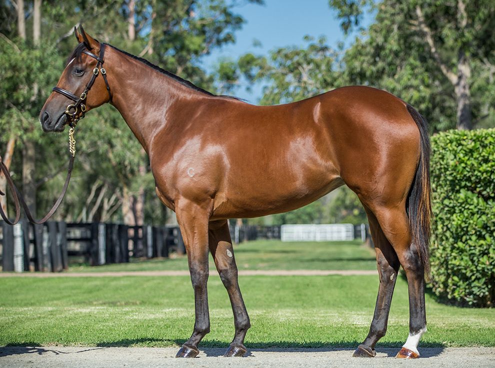 New Fastnet Rock Cierzo filly