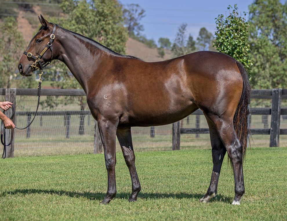 New Pierro Missy Cummings filly