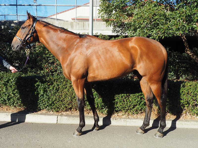 Augustus new 3