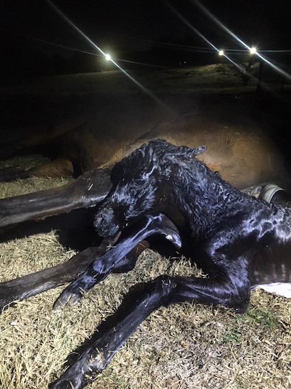 Blake foal 2