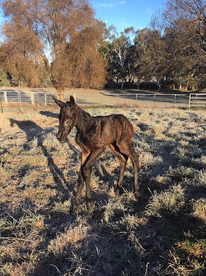Blake foal