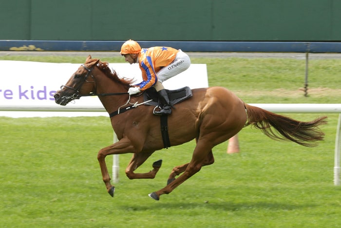 Te-Akau-Shark-exhibition-gallop