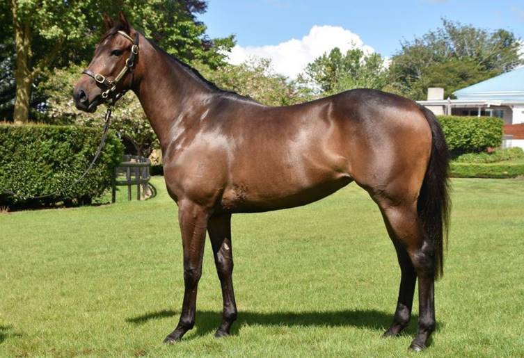 New filly Lot 393